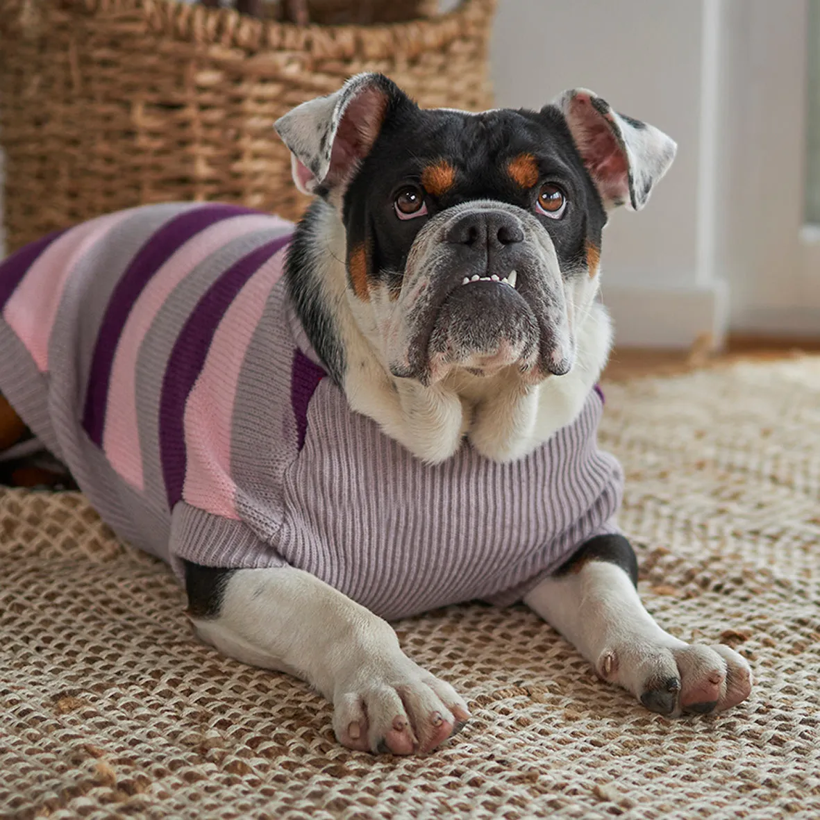 Chestie Dog Jumper - Cherry Ripe