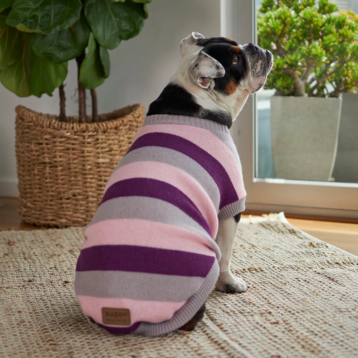 Chestie Dog Jumper - Cherry Ripe