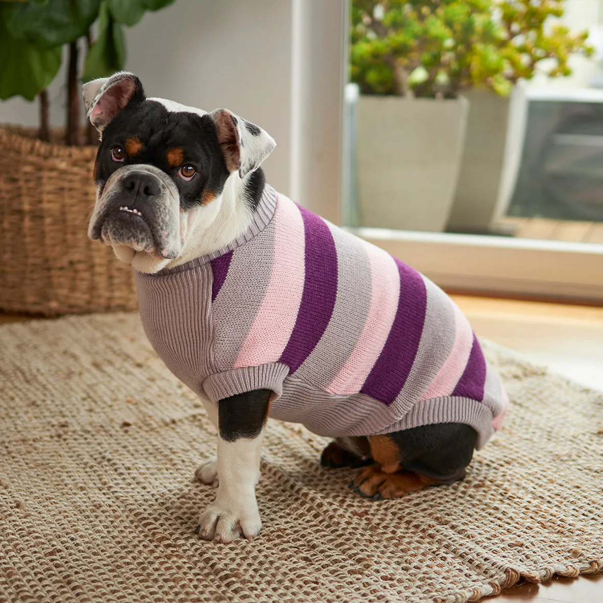 Chestie Dog Jumper - Cherry Ripe